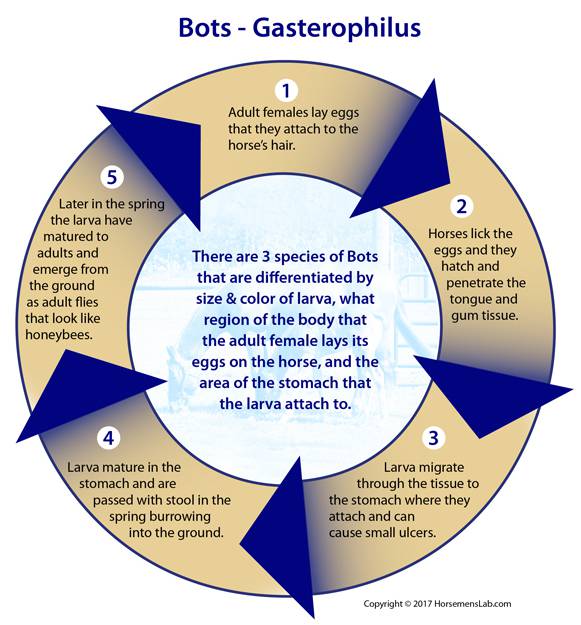 Symptoms for Pinworms in Horses