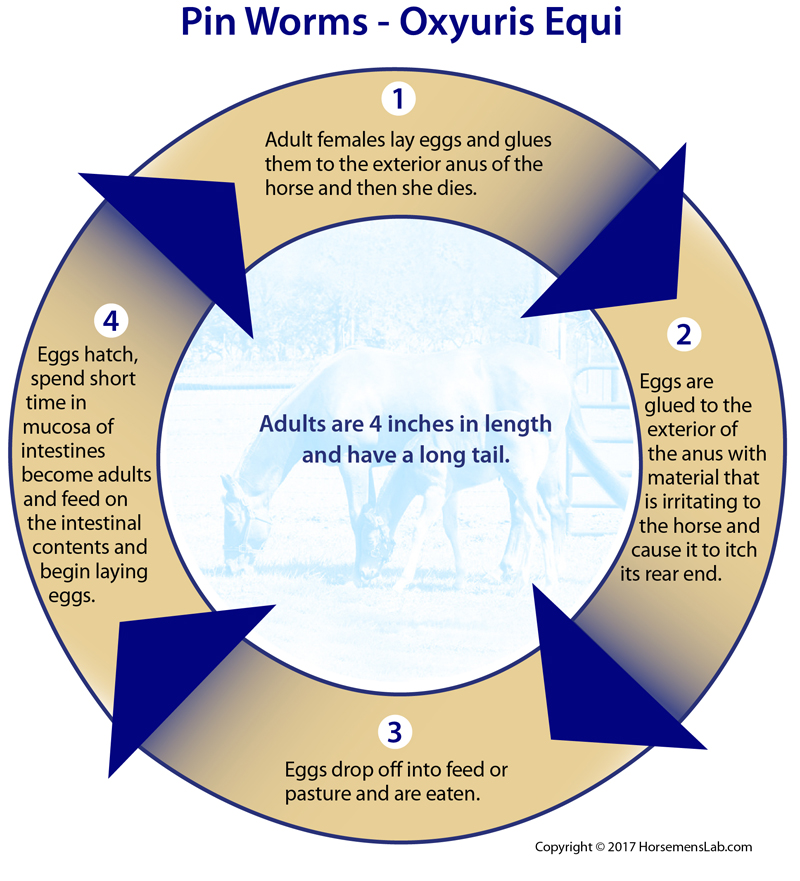 Symptoms for Pinworms in Horses