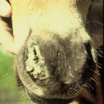 Nasal discharge in a foal with round worm larva migrating in lungs