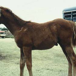 Weanling with Roundworm signs:  stunted growth poor condition, Pot-belly, rough hair coat, nasal discharge