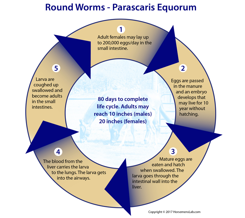 Symptoms for Roundworms in Horses
