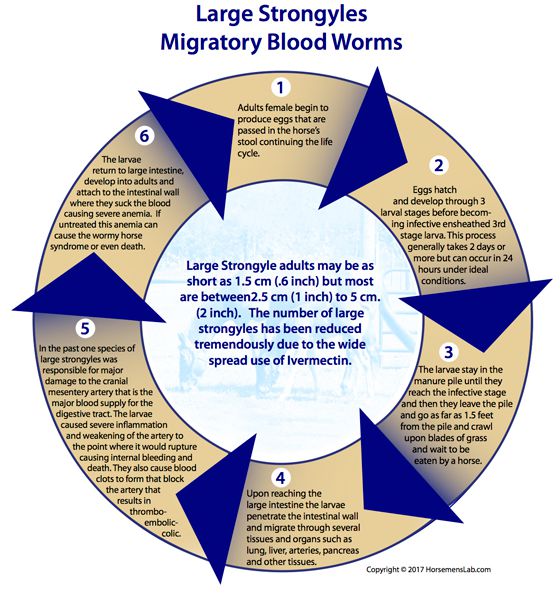 Symptoms for Large Strongyles in Horses