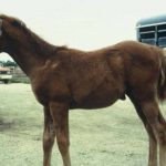 A young brown foal stands on a dirt ground near a vehicle.