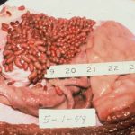 Close-up of animal intestines with a measuring scale and date tag.