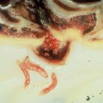 Close-up of a sea creature with tentacles and a reddish-orange body.