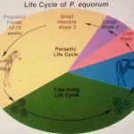 Diagram illustrating the life cycle of Paragonimus equorum.