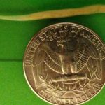 Close-up of a U.S. quarter showing the eagle and inscriptions.