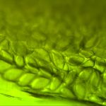 Close-up of green plant cells under a microscope.